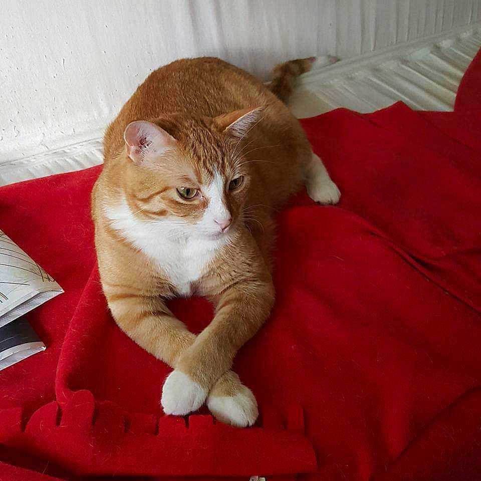 Lucy is registered to the contest to win money with this photo: cat, orange_cat, white_cat, pet, animal, indoor, blanket, red_blanket, feline, relaxed, paws_crossed, resting, cozy, fur, whiskers, ears, mammal, household, domestic_animal, cute