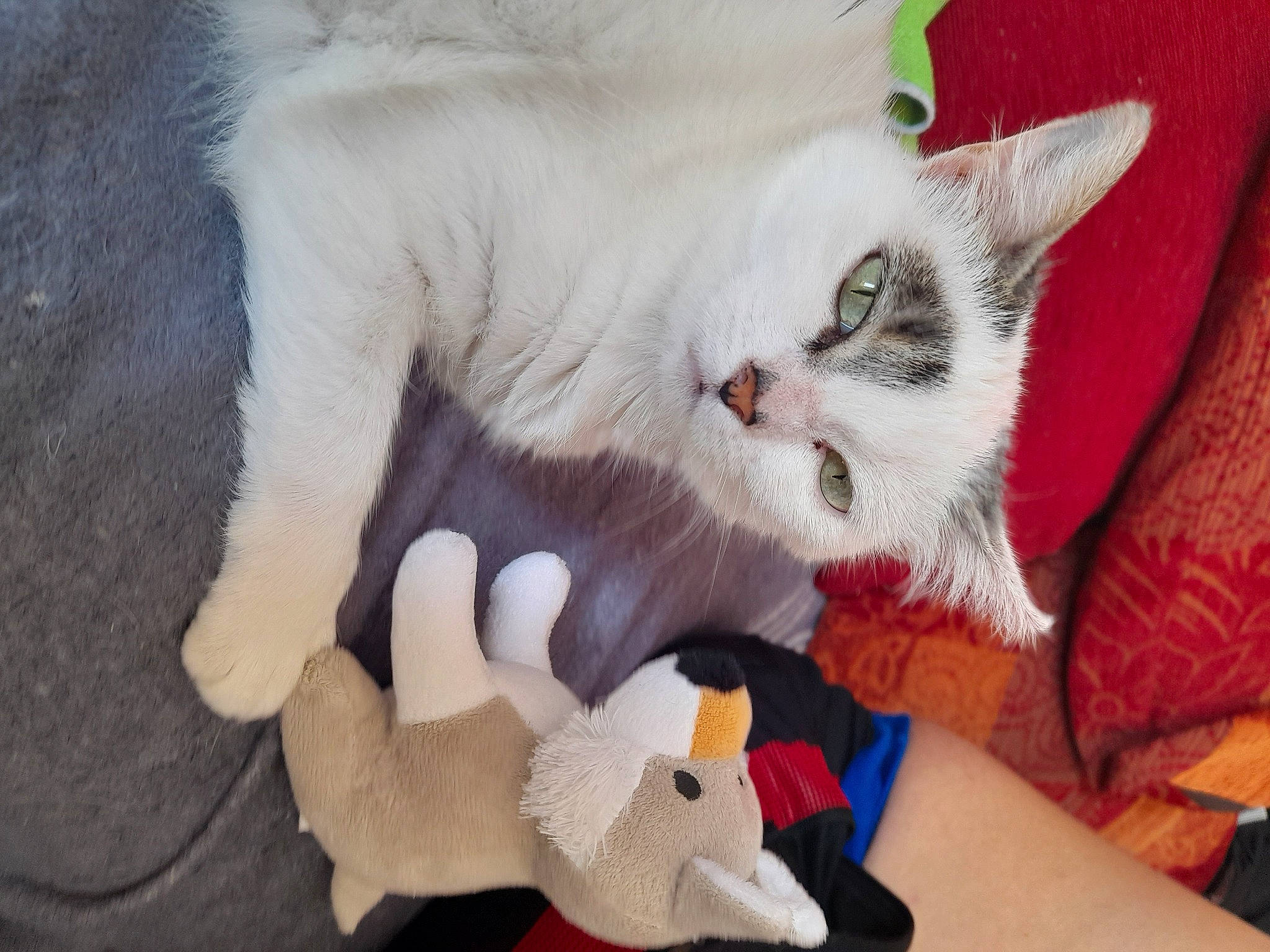 Léona a rejoint le concours — aidez-le/la à gagner de superbes lots ! asian, burmilla, carnivore, cat, claw, colorpoint_shorthair, domestic_short_haired_cat, ear, felidae, fur, kitten, paw, polydactyl_cat, ragdoll, small_to_medium_sized_cats, tail, turkish_van, whiskers