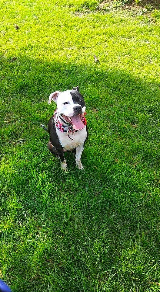 Roxxie Roo joined the competition — help win amazing prizes! carnivore, collar, companion_dog, dog, dog_breed, dog_clothes, dog_collar, dog_supply, fawn, grass, groundcover, lawn, leash, pet_supply, plant, snout, tail, terrier, whiskers, working_animal