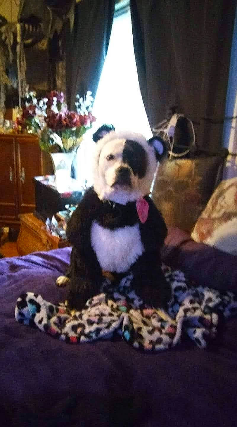 Roxxie Roo joined the competition — help win amazing prizes! cabinetry, carnivore, collar, comfort, companion_dog, curtain, dog, dog_breed, dog_clothes, dog_collar, dog_supply, fawn, houseplant, linens, pet_supply, plant, purple, snout, toy_dog, window