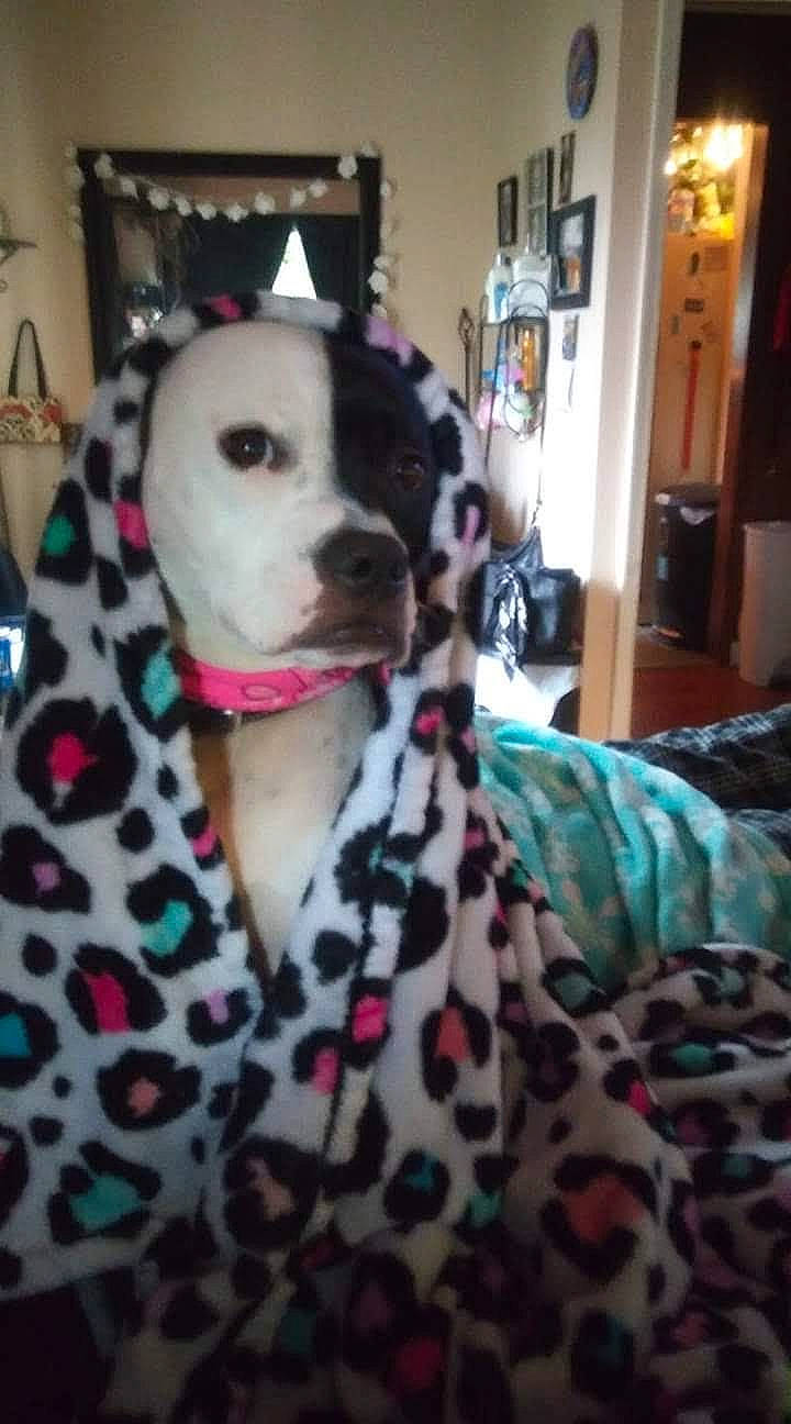 Roxxie Roo joined the competition — help win amazing prizes! canidae, carnivore, collar, companion_dog, dalmatian, dog, dog_breed, dog_collar, dog_supply, eye, fawn, fur, head, pattern, pet_supply, picture_frame, snout, sporting_group, whiskers, working_animal