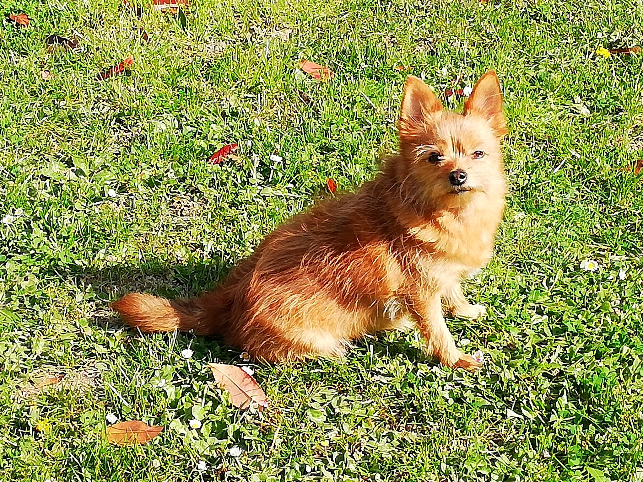 Tingting a rejoint le concours — aidez-le/la à gagner de superbes lots ! canidae, carnivore, companion_dog, dog, dog_breed, fawn, fur, grass, grassland, groundcover, herbaceous_plant, liver, people_in_nature, plant, snout, sporting_group, tail, terrestrial_animal, whiskers, wildlife