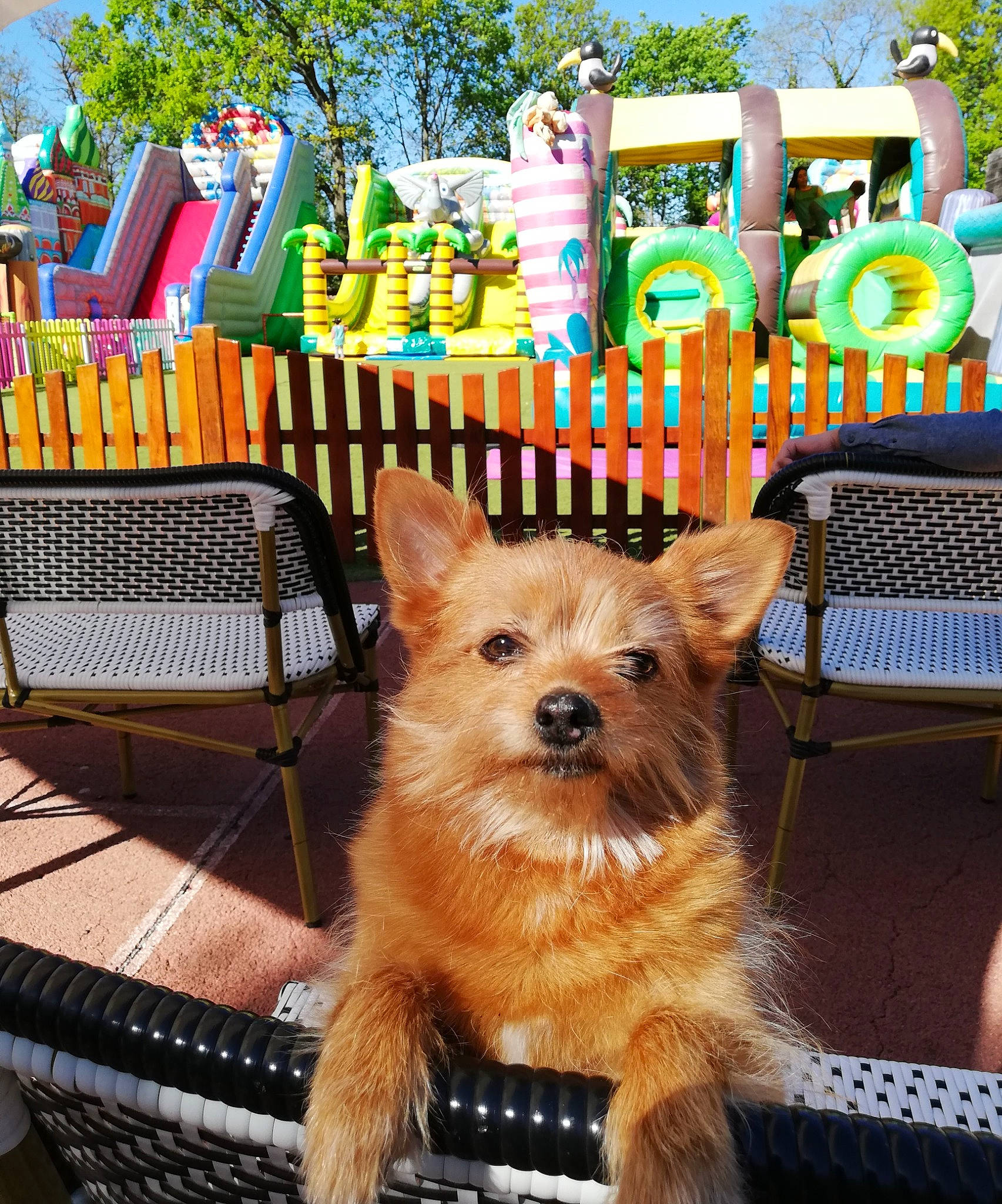 Tingting participe au concours pour gagner de l'argent avec cette photo : canidae, carnivore, chair, companion_dog, dog, dog_breed, dog_supply, event, fashion_accessory, fawn, fur, leisure, outdoor_furniture, recreation, snout, sporting_group, toy_dog, tree, working_animal, yorkipoo