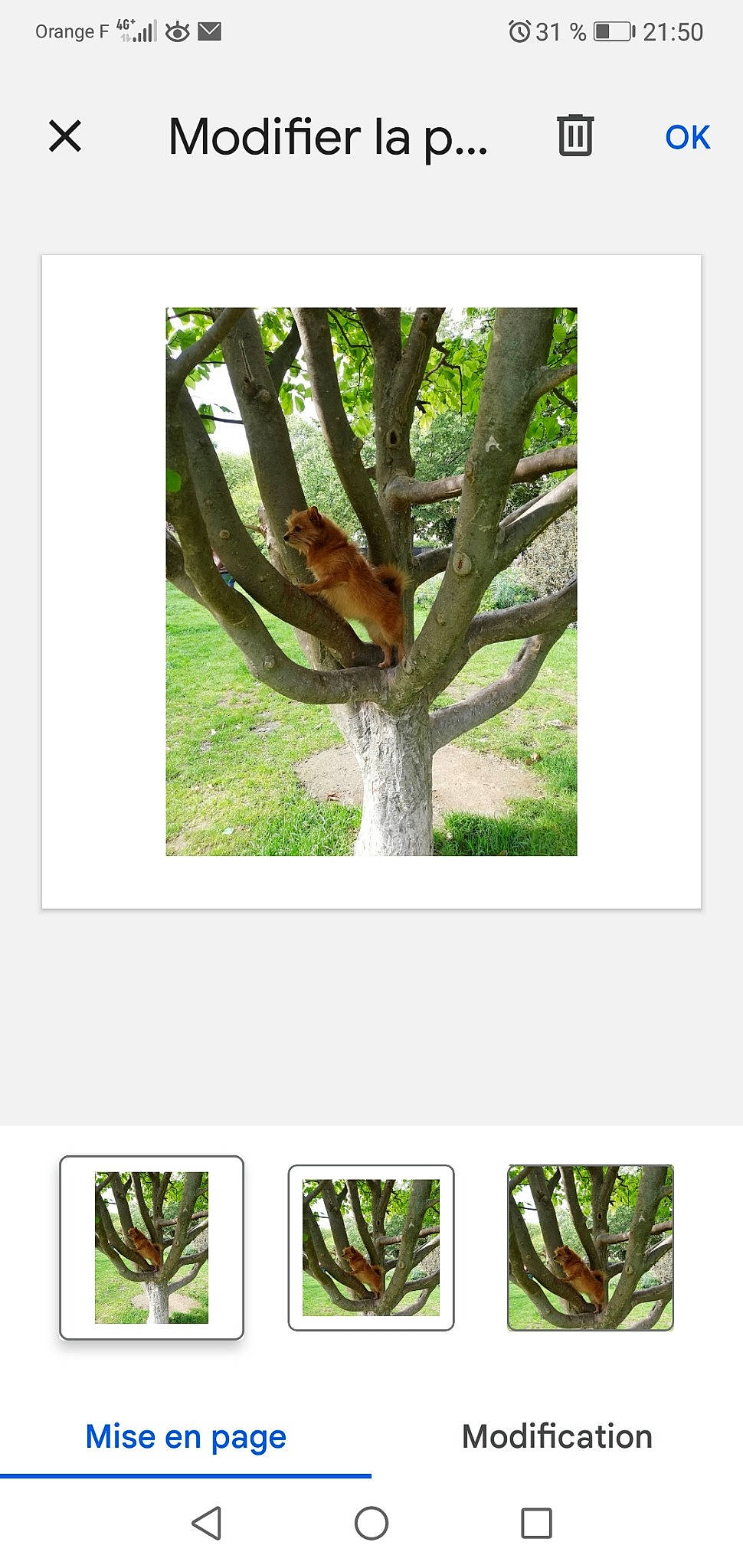 Tingting a rejoint le concours — aidez-le/la à gagner de superbes lots ! art, botany, flowering_plant, forest, grass, green, groundcover, jungle, landscape, natural_landscape, organism, plant, plant_stem, shrub, terrestrial_plant, tree, trunk, twig, vegetation, wood