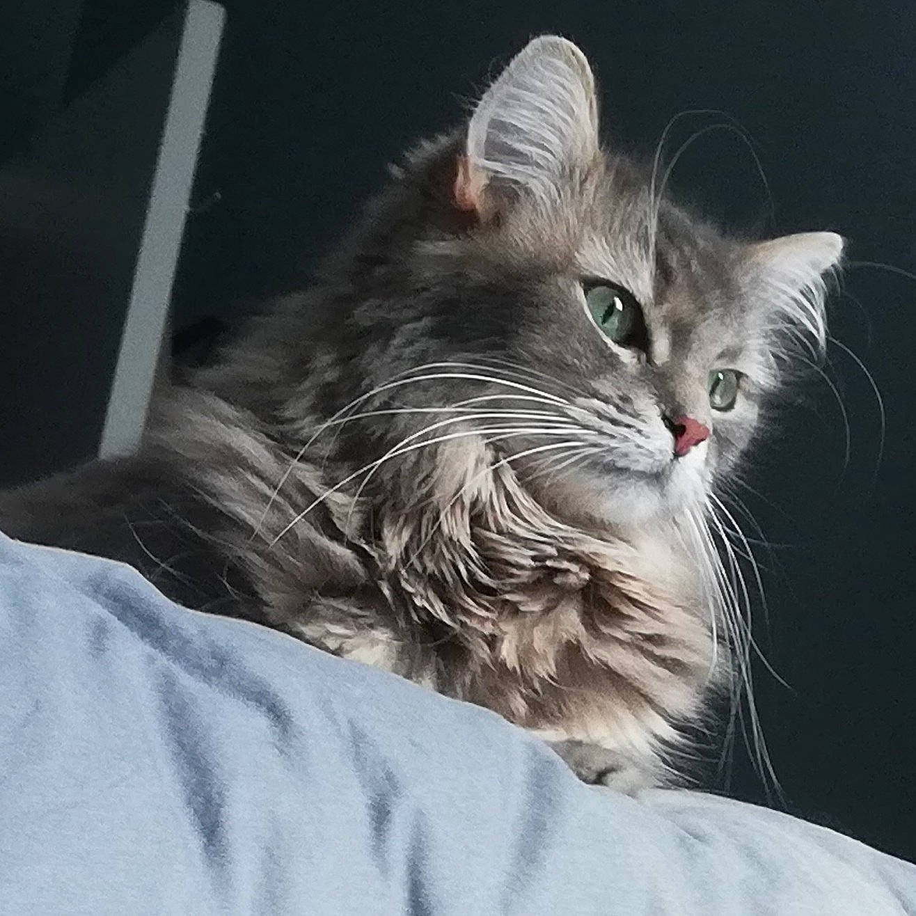 Biscotte a rejoint le concours — aidez-le/la à gagner de superbes lots ! carnivore, cat, comfort, domestic_short_haired_cat, felidae, fur, grey, maine_coon, paw, small_to_medium_sized_cats, whiskers, window