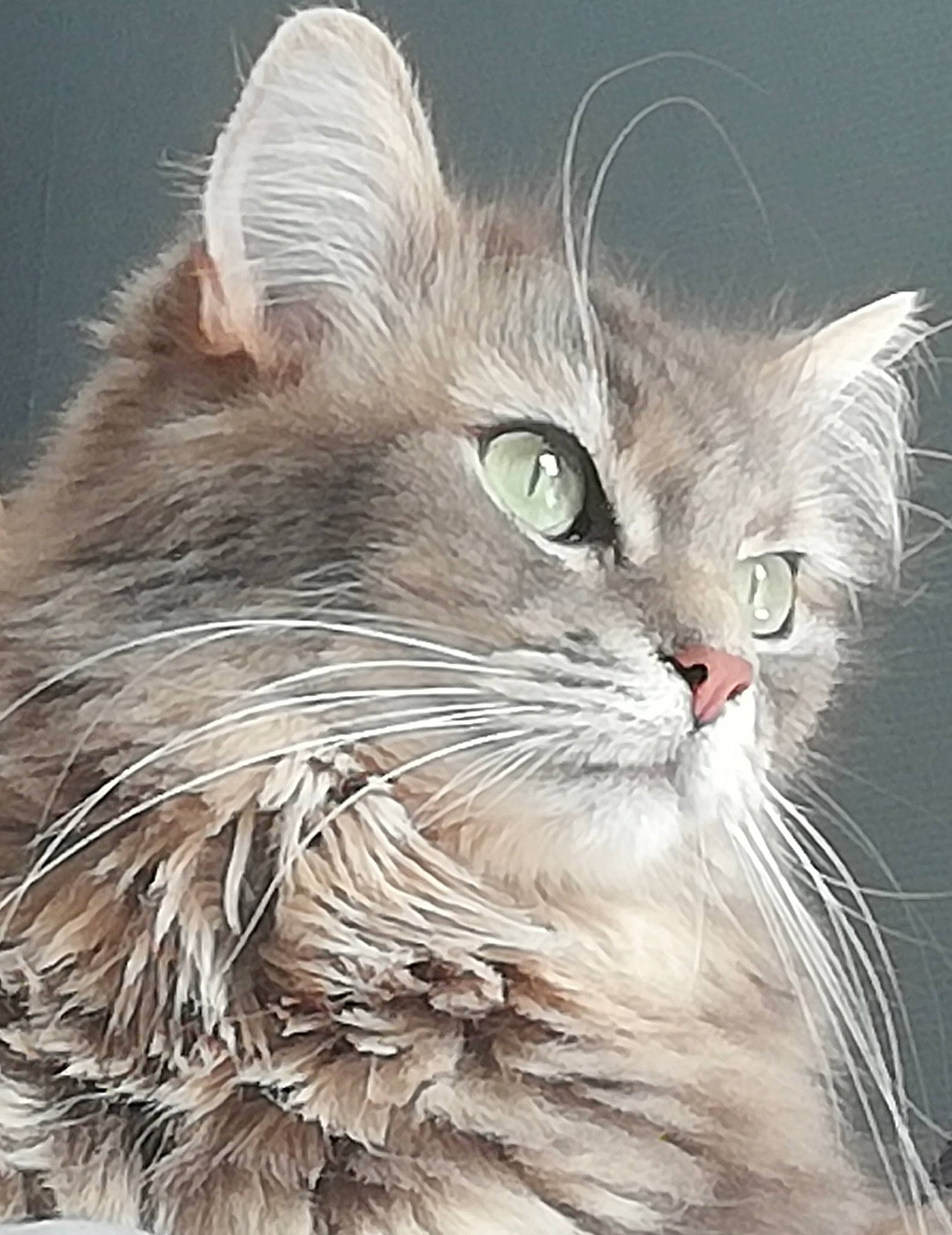 Biscotte participe au concours pour gagner de l'argent avec cette photo : carnivore, cat, felidae, fur, maine_coon, plant, ragdoll, small_to_medium_sized_cats, snout, terrestrial_animal, whiskers