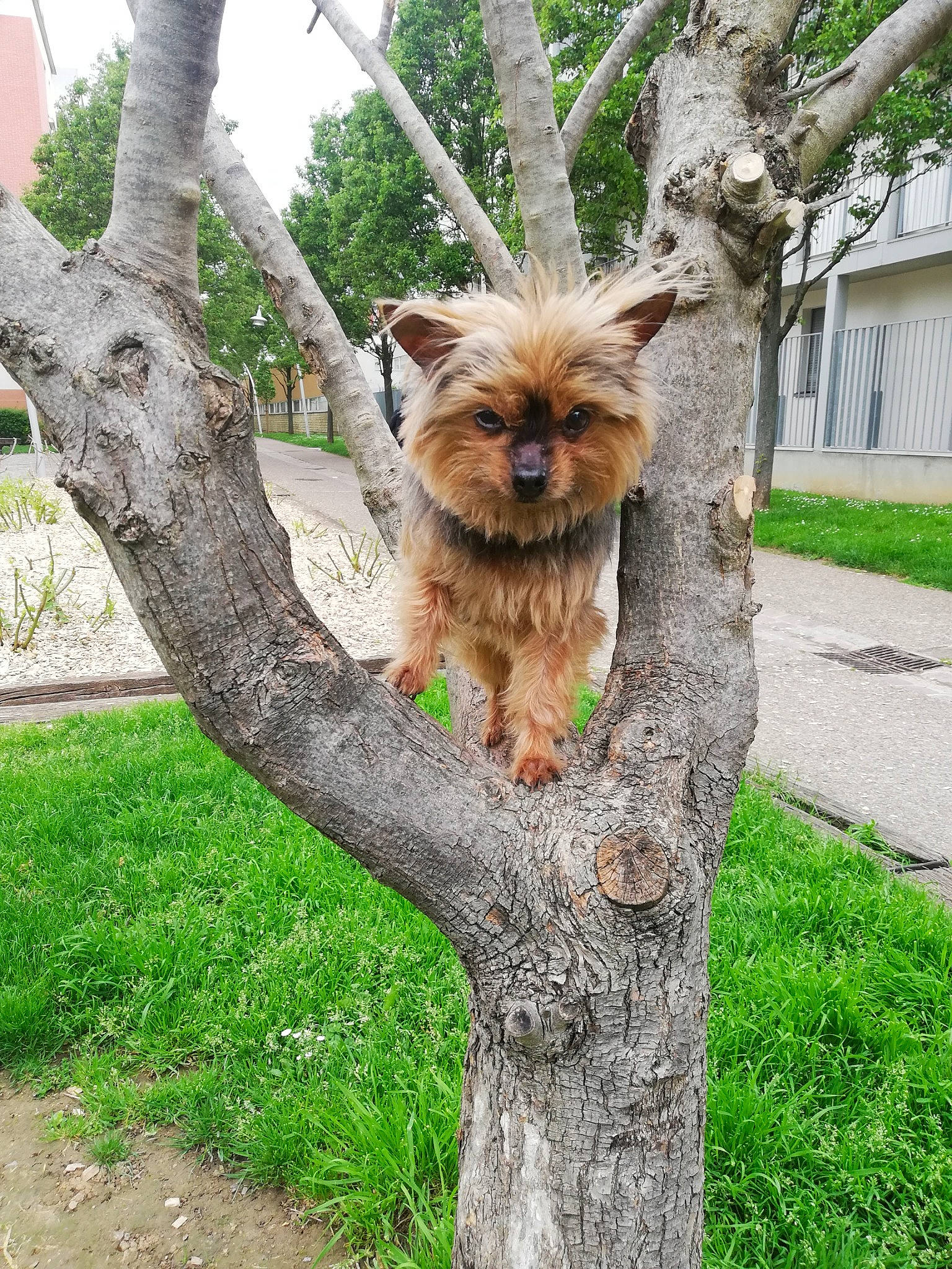 Yuko a rejoint le concours — aidez-le/la à gagner de superbes lots ! canidae, carnivore, companion_dog, dog, dog_breed, fawn, fur, grass, liver, plant, snout, sporting_group, terrestrial_animal, toy_dog, tree, trunk, wildlife, window, woody_plant, working_animal