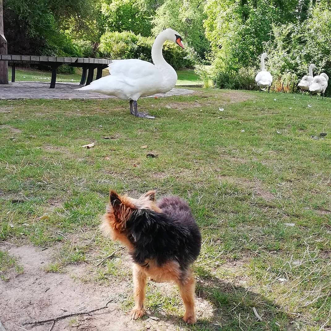 Yuko a rejoint le concours — aidez-le/la à gagner de superbes lots ! _geese_and_swans, beak, bird, carnivore, companion_dog, dog, dog_breed, duck, ducks, garden, grass, herding_dog, landscape, plant, road_surface, tail, terrestrial_animal, tree, water_bird, waterfowl