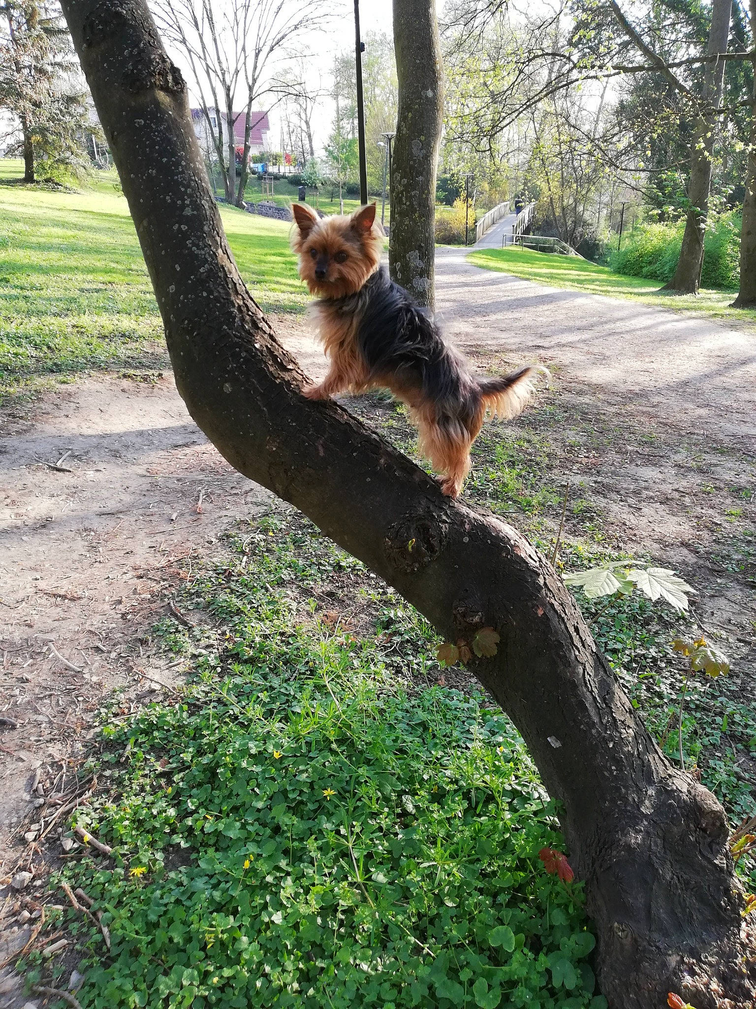 Yuko participe au concours pour gagner de l'argent avec cette photo : botany, branch, canidae, carnivore, fawn, felidae, grass, groundcover, lawn, leaf, plant, sunlight, tail, terrestrial_animal, tree, trunk, twig, window, wood, woody_plant