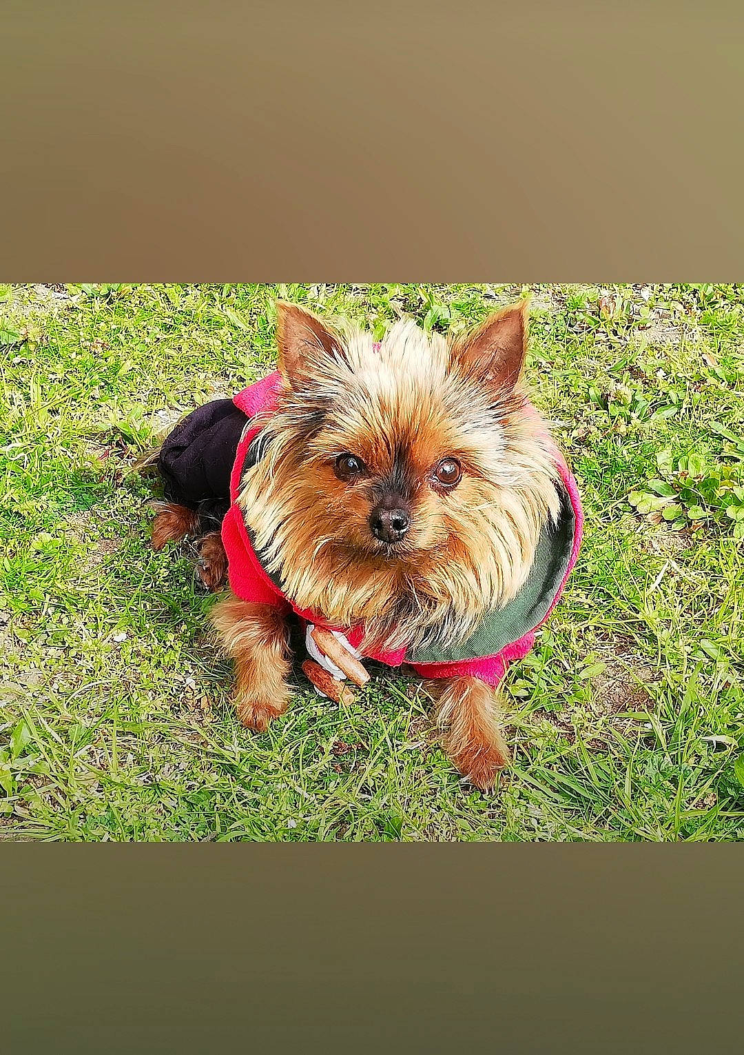 Yuko a rejoint le concours — aidez-le/la à gagner de superbes lots ! canidae, carnivore, companion_dog, dog, dog_breed, dog_supply, fawn, felidae, font, grass, groundcover, liver, plant, small_terrier, snout, sporting_group, terrestrial_animal, toy_dog, working_animal, yorkshire_terrier