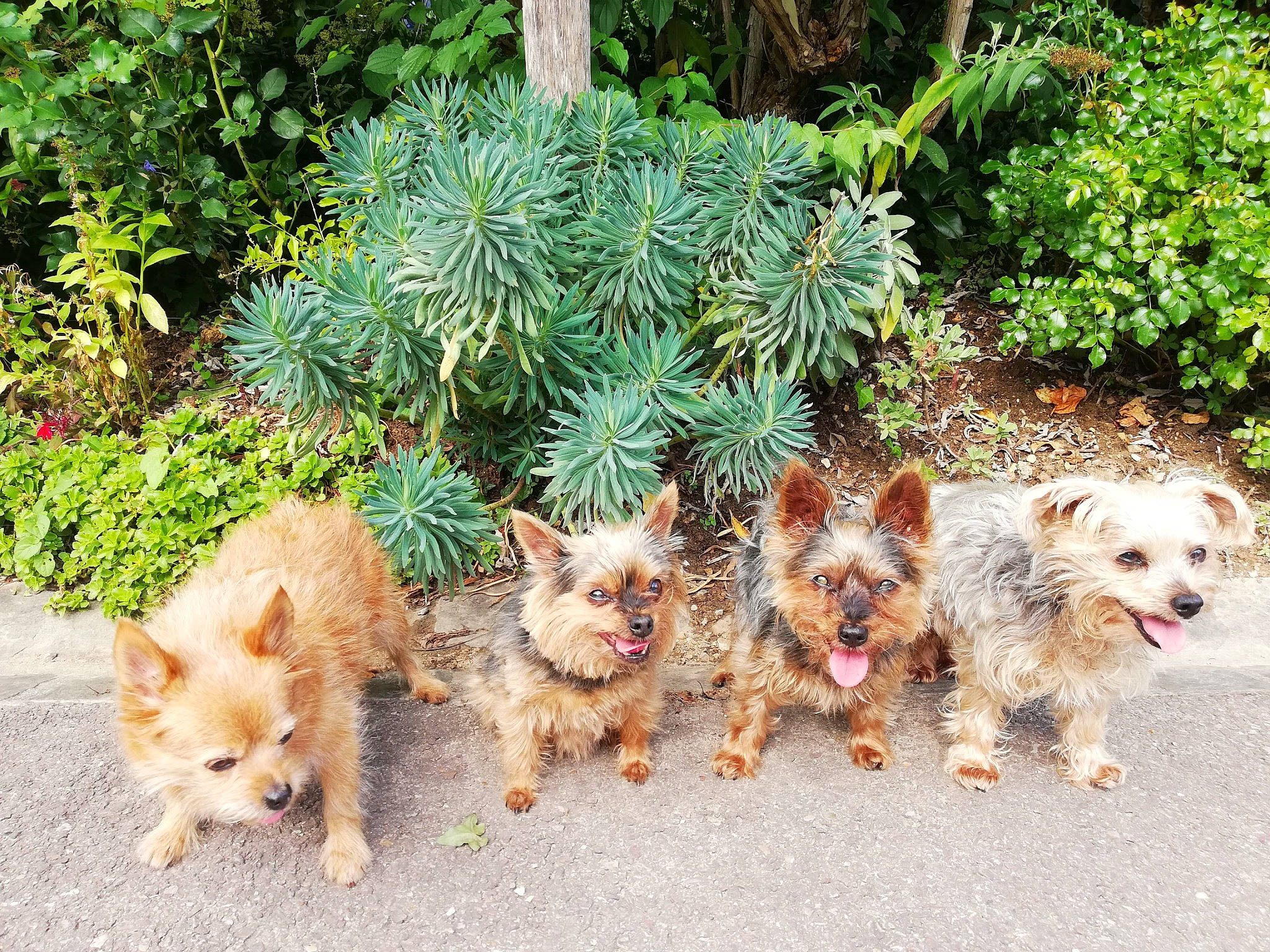 Mafia Asiatique a rejoint le concours — aidez-le/la à gagner de superbes lots ! canidae, carnivore, cat, companion_dog, dog, dog_breed, dog_supply, fawn, felidae, garden, grass, groundcover, landscape, plant, shrub, sporting_group, tail, terrestrial_animal, terrestrial_plant, whiskers