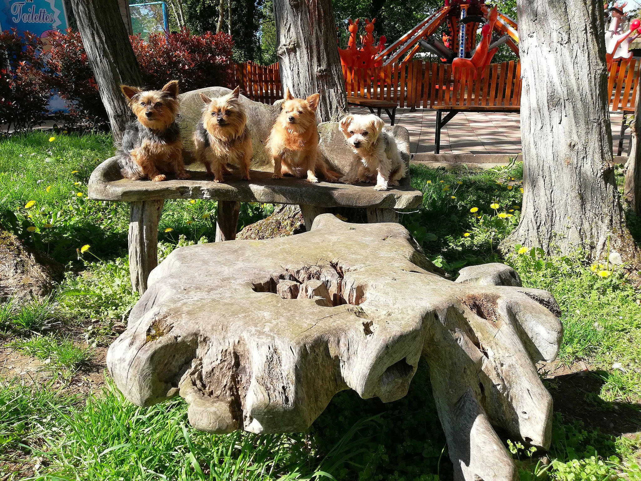 Mafia Asiatique participe au concours pour gagner de l'argent avec cette photo : carnivore, companion_dog, fawn, felidae, garden, grass, groundcover, landscape, landscaping, leisure, outdoor_furniture, outdoor_table, plant, shrub, sporting_group, table, terrestrial_animal, tree, trunk, wood