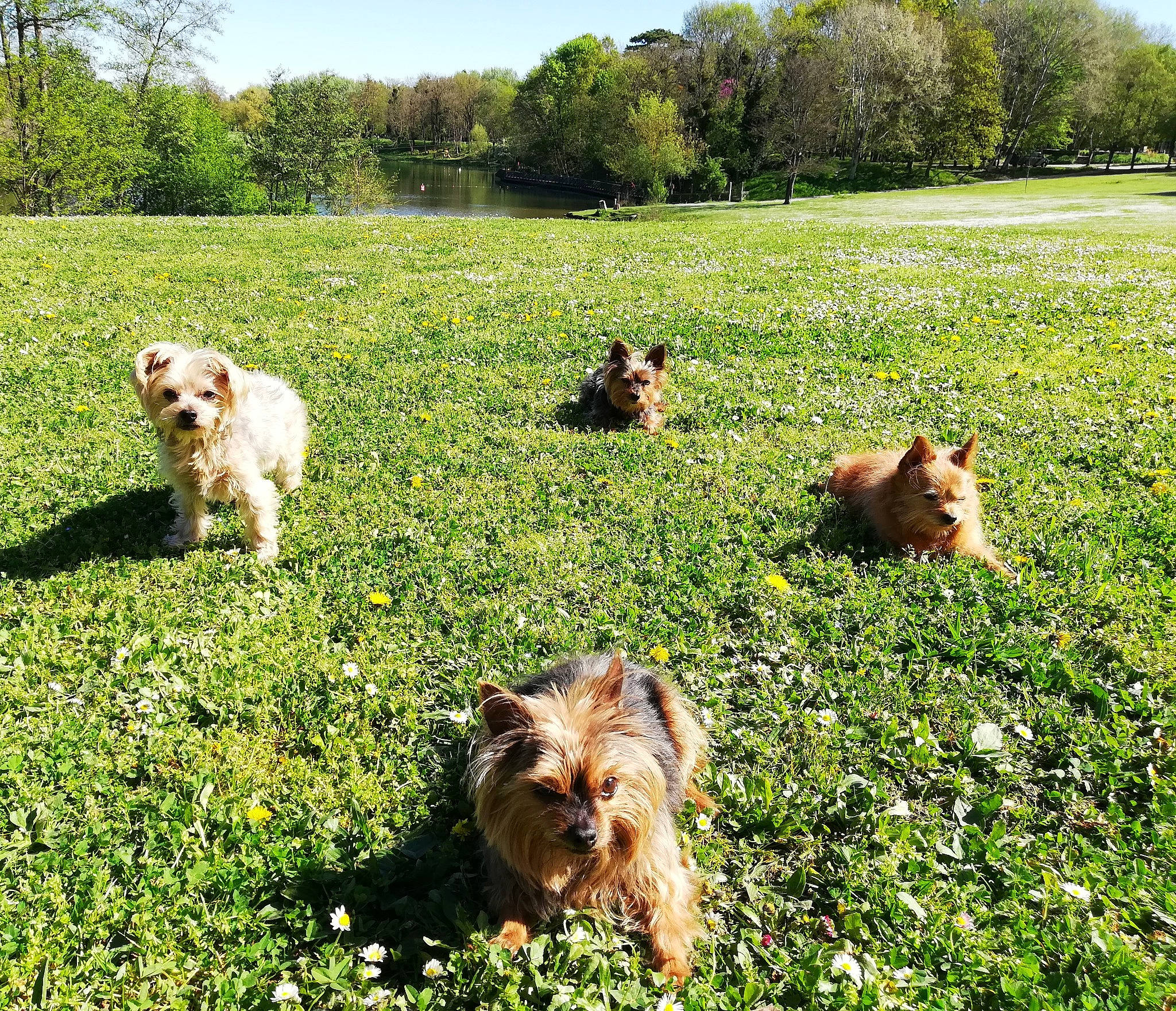 Mafia Asiatique participe au concours pour gagner de l'argent avec cette photo : canidae, carnivore, companion_dog, dog, dog_breed, fawn, grass, grassland, green, groundcover, landscape, lawn, natural_landscape, pasture, people_in_nature, plant, prairie, sky, terrestrial_animal, tree