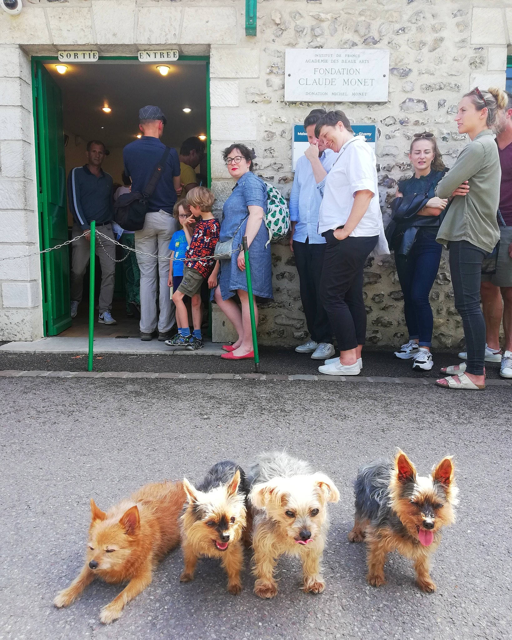 Mafia Asiatique a rejoint le concours — aidez-le/la à gagner de superbes lots ! blue, canidae, carnivore, chair, companion_dog, dog, dog_breed, door, event, fawn, fur, infrastructure, photograph, shorts, snapshot, snout, sporting_group, street, tail, toy_dog