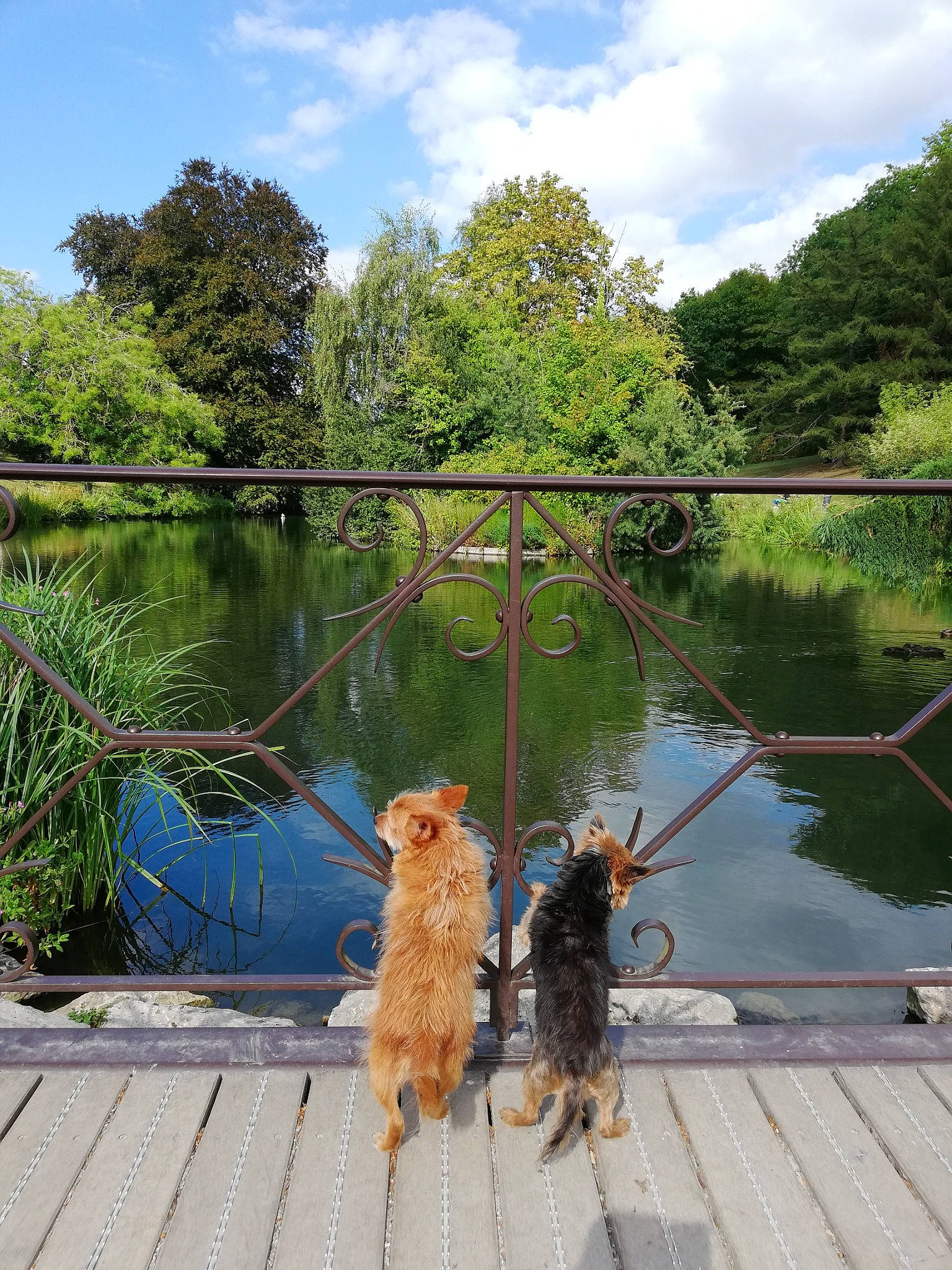 Tingting Et Yuko a rejoint le concours — aidez-le/la à gagner de superbes lots ! bank, carnivore, cloud, dog, fawn, grass, lacustrine_plain, lake, landscape, leisure, natural_landscape, plant, recreation, sky, tail, tree, water, water_resources, watercourse, wood