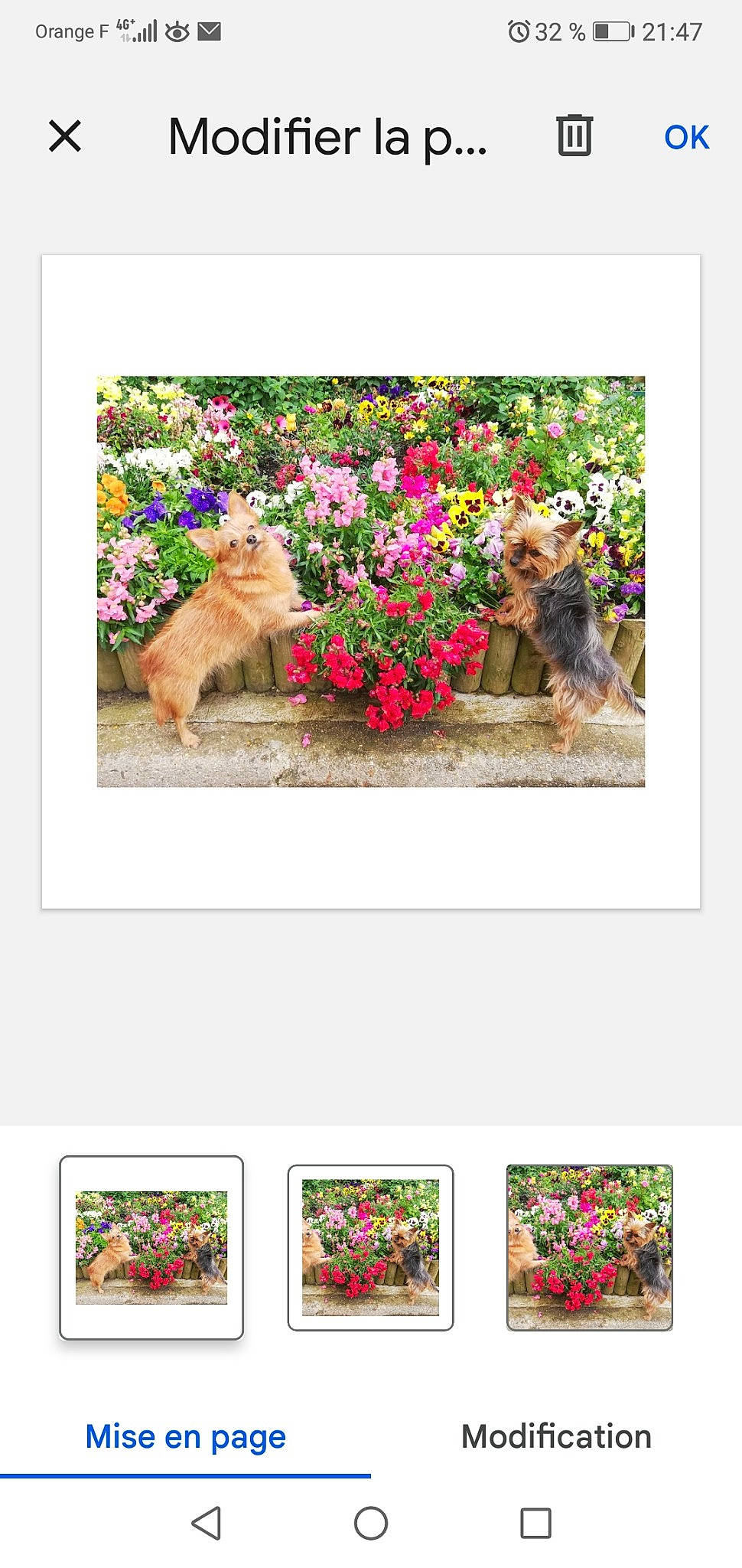 Tingting Et Yuko participe au concours pour gagner de l'argent avec cette photo : adaptation, art, canidae, carnivore, cat, companion_dog, fawn, felidae, flower, font, grass, groundcover, magenta, organism, pet_supply, plant, rectangle, screenshot, sporting_group, wildlife