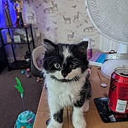 Rosie joined the competition — help win amazing prizes! kitten, cat, black_and_white, fluffy, table, toy, fan, can, soda, room, carpet, wallpaper, deer_pattern, bird_pattern, furniture, curious, animal, pet, indoor, cozy