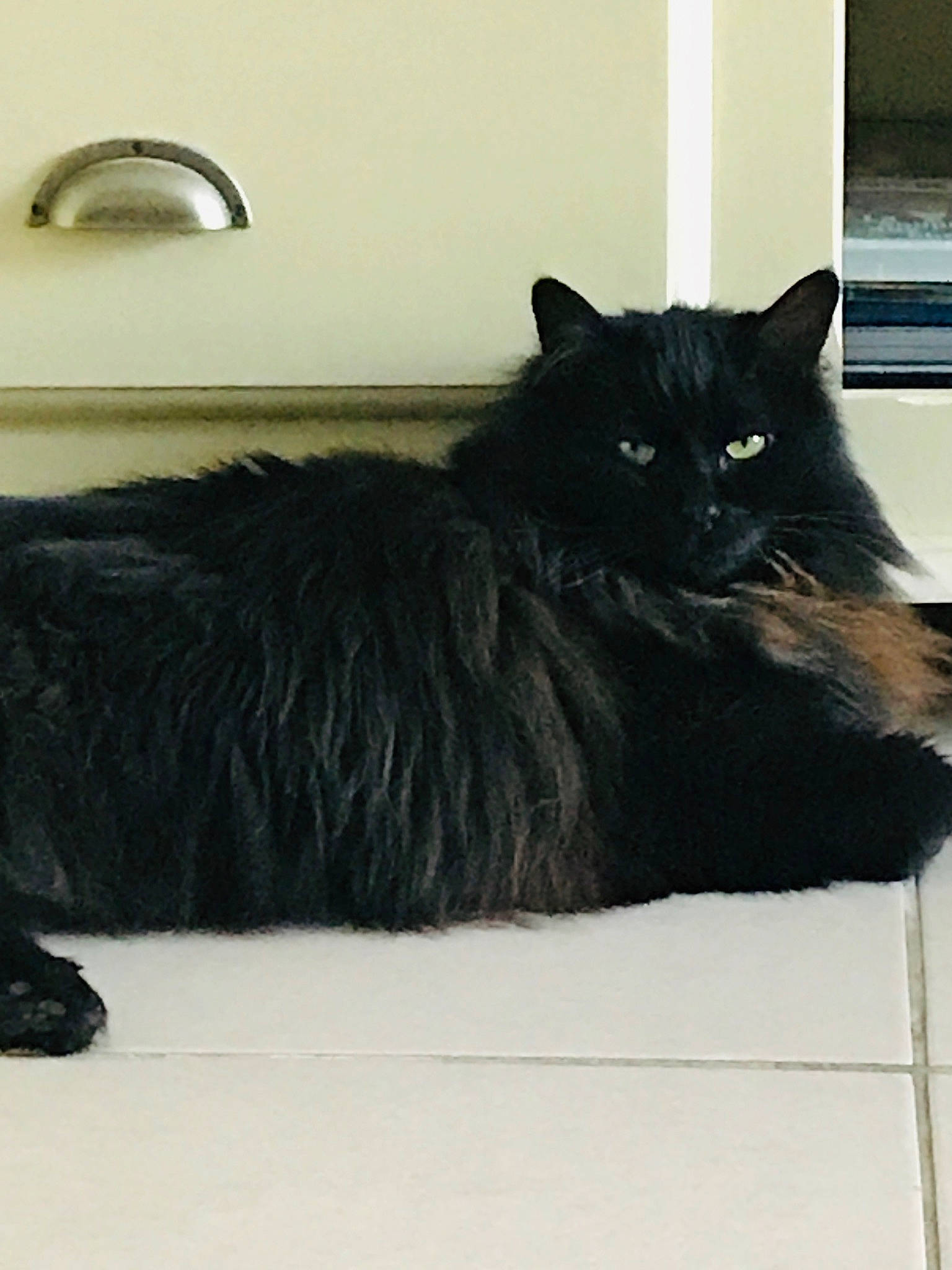 Sam a rejoint le concours — aidez-le/la à gagner de superbes lots ! black, black_cat, bombay, carnivore, cat, domestic_long_haired_cat, domestic_short_haired_cat, felidae, fur, small_to_medium_sized_cats, tail, whiskers