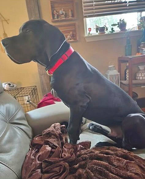 Scooby Doo joined the competition — help win amazing prizes! canidae, carnivore, collar, comfort, companion_dog, dog, dog_breed, dog_collar, dog_supply, fawn, gun_dog, houseplant, liver, pet_supply, snout, sporting_group, tail, window, window_blind, working_animal