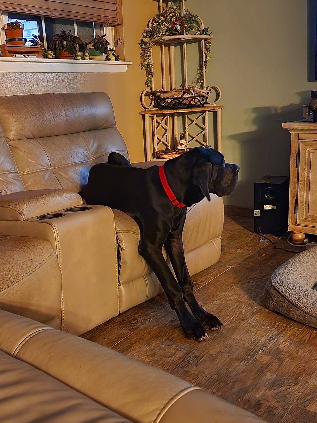 Scooby Doo joined the competition — help win amazing prizes! brown, building, carnivore, comfort, companion_dog, couch, dog, dog_breed, fawn, floor, flooring, hardwood, house, interior_design, liver, living_room, picture_frame, studio_couch, wood, working_animal