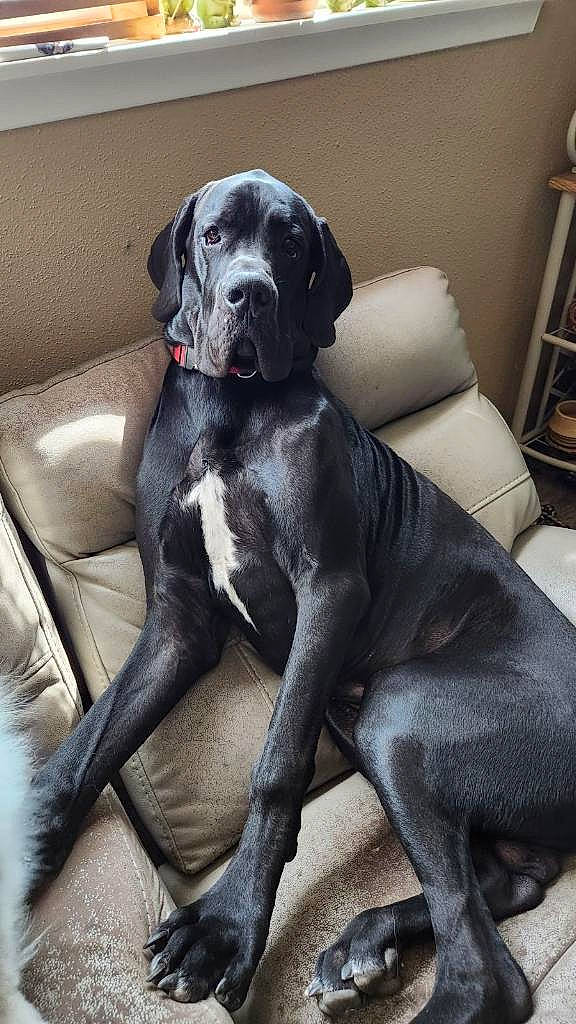 Scooby Doo is registered to the contest to win money with this photo: borador, carnivore, collar, comfort, companion_dog, dog, dog_breed, dog_collar, fawn, foot, fur, great_dane, grey, gun_dog, snout, sporting_group, tail, terrestrial_animal, whiskers, working_animal