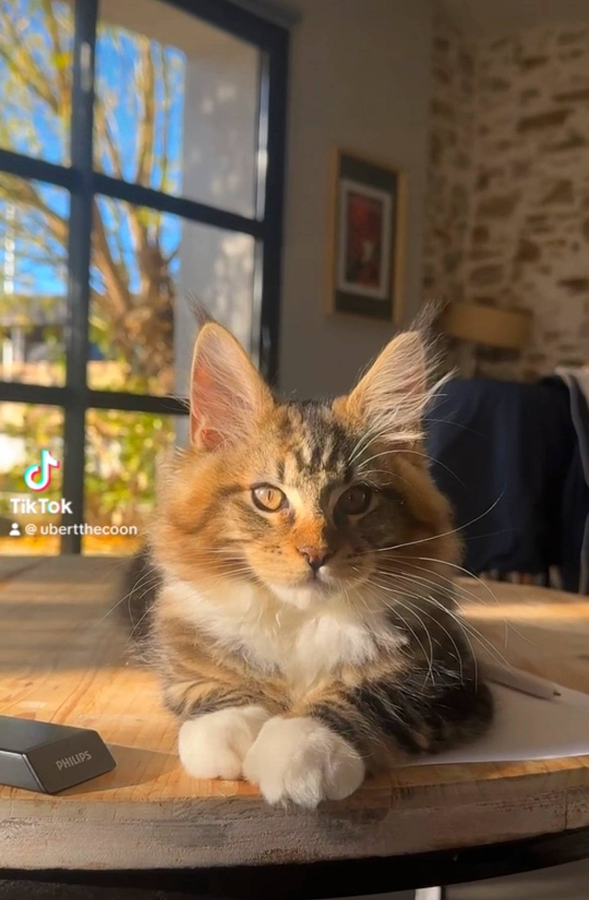 Ubert participe au concours pour gagner de l'argent avec cette photo : box, carnivore, cat, claw, domestic_short_haired_cat, drawer, fawn, felidae, fur, paw, picture_frame, plant, room, sitting, small_to_medium_sized_cats, tail, tree, whiskers, window, wood