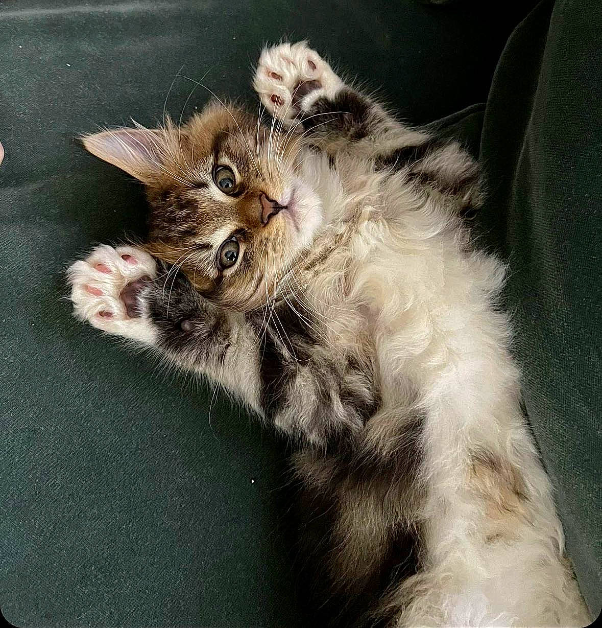 Ubert a rejoint le concours — aidez-le/la à gagner de superbes lots ! carnivore, cat, claw, comfort, domestic_short_haired_cat, ear, felidae, foot, fur, gesture, paw, small_to_medium_sized_cats, tail, terrestrial_animal, whiskers