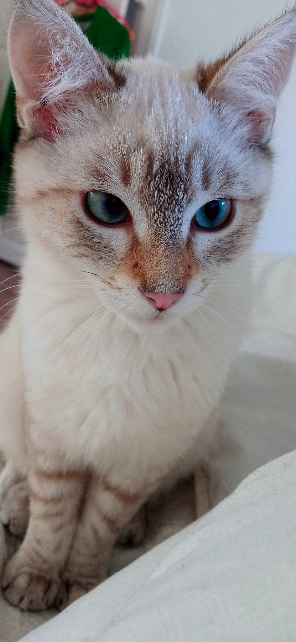 Adso a rejoint le concours — aidez-le/la à gagner de superbes lots ! carnivore, cat, domestic_short_haired_cat, ear, eye, eyelash, fawn, felidae, fur, iris, jaw, paw, pet_supply, small_to_medium_sized_cats, snout, terrestrial_animal, whiskers