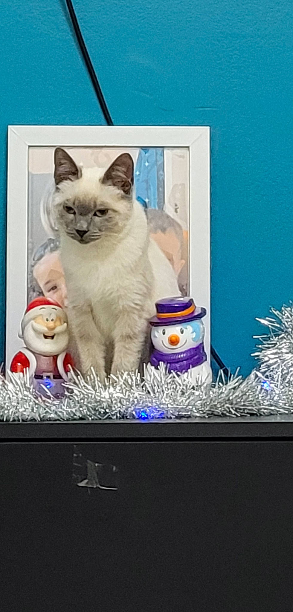 Jott participe au concours pour gagner de l'argent avec cette photo : advertising, art, blue, carnivore, cat, domestic_short_haired_cat, electric_blue, felidae, fur, paw, photo_caption, rectangle, room, shelving, small_to_medium_sized_cats, tail, whiskers, window