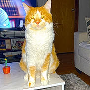 Mango is registered to the contest to win money with this photo: cat, orange_cat, white_cat, pet, indoor, coffee_table, marble, living_room, furniture, television, carpet, door, couch, home, animal, whiskers, ears, sitting, yellow_eyes, close_up