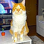 cat, orange_cat, white_cat, pet, indoor, coffee_table, marble, living_room, furniture, television, carpet, door, couch, home, animal, whiskers, ears, sitting, yellow_eyes, close_up