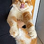 Mango joined the competition — help win amazing prizes! cat, orange_cat, white_cat, fluffy_cat, pet, indoor, person, holding, pink_pajamas, tongue_out, cute, feline, fur, animal, domestic_cat, playful, closeup, expression, paws, cozy