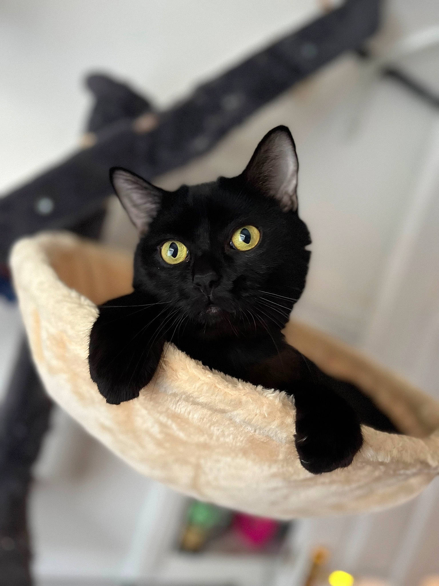 Jeremy joined the competition — help win amazing prizes! black_cat, carnivore, cat, cat_supply, domestic_short_haired_cat, felidae, fur, packaging_and_labeling, paper_product, pet_supply, small_to_medium_sized_cats, snout, whiskers
