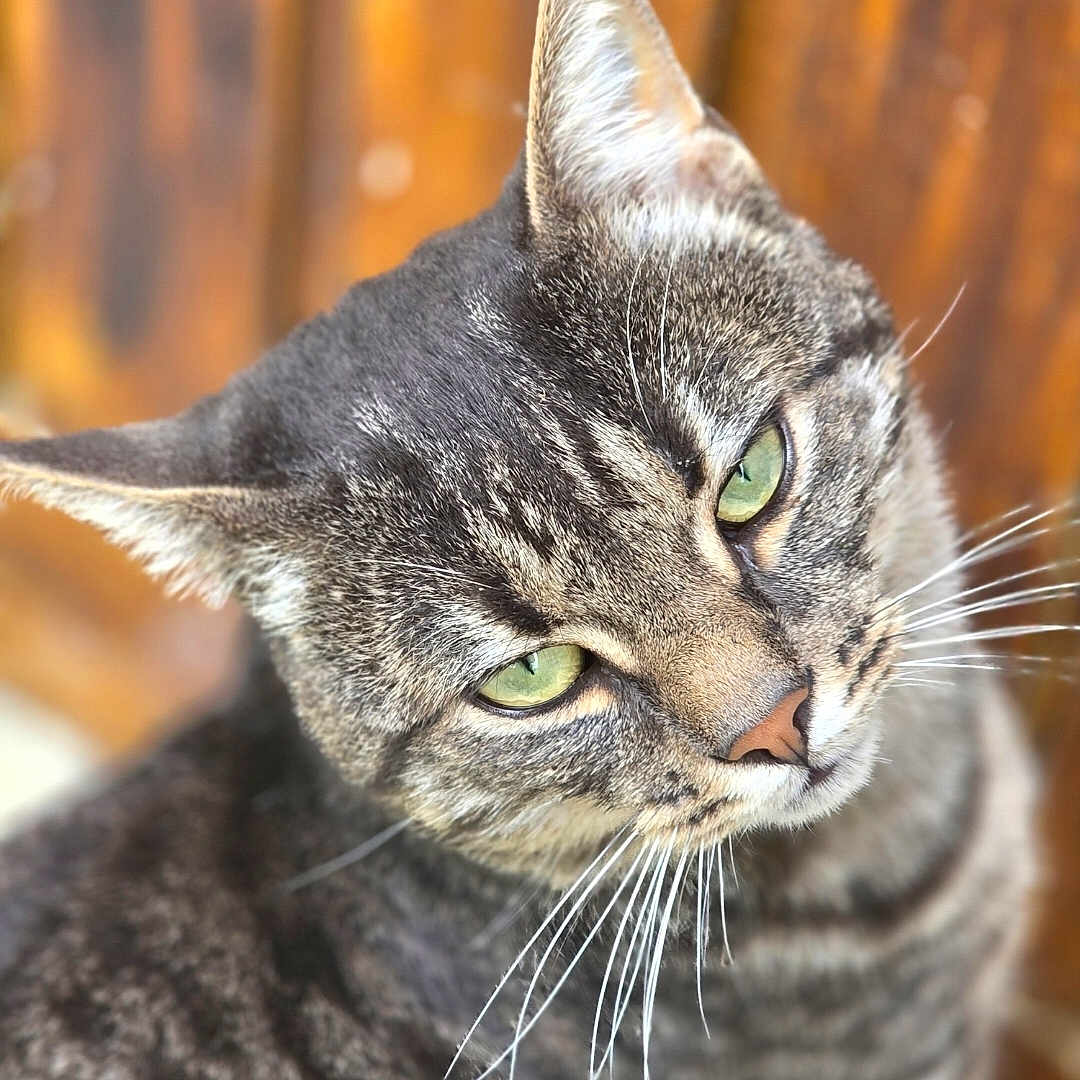 Loke a rejoint le concours — aidez-le/la à gagner de superbes lots ! cat, tabby_cat, close_up, portrait, green_eyes, whiskers, fur, animal, pet, domestic_cat, head_tilt, looking_up, outdoor, wood_background, blurred_background, cute, feline, mammal, focus, soft_lighting