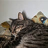 Loke a rejoint le concours — aidez-le/la à gagner de superbes lots ! cat, tabby_cat, sleeping, resting, feline, pet, close_up, fur, striped, cushion, indoor, cozy, relaxed, animal, whiskers, ears, soft, comfort, domestic_cat, mammal