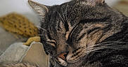 Loke a rejoint le concours — aidez-le/la à gagner de superbes lots ! cat, tabby_cat, sleeping, close_up, fur, whiskers, pet, animal, cozy, resting, domestic_cat, cute, mammal, indoor, relaxed, face, nose, ears, soft, comfort