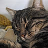 cat, tabby_cat, sleeping, close_up, fur, whiskers, pet, animal, cozy, resting, domestic_cat, cute, mammal, indoor, relaxed, face, nose, ears, soft, comfort
