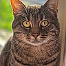Loke participe au concours pour gagner de l'argent avec cette photo : cat, tabby_cat, close_up, portrait, yellow_eyes, whiskers, feline, pet, animal, fur, domestic_cat, window, natural_light, sitting, calm, indoor, cute, face, looking, striped
