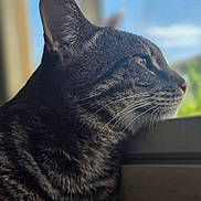 Loke participe au concours pour gagner de l'argent avec cette photo : cat, tabby_cat, side_profile, close_up, whiskers, fur, window, natural_light, outdoor_view, sky, greenery, pet, animal, domestic_cat, portrait, looking_out, daylight, indoor, curiosity, peaceful