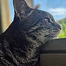 cat, tabby_cat, side_profile, close_up, whiskers, fur, window, natural_light, outdoor_view, sky, greenery, pet, animal, domestic_cat, portrait, looking_out, daylight, indoor, curiosity, peaceful