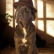 Merveille a rejoint le concours — aidez-le/la à gagner de superbes lots ! dog, hat, indoor, sunlight, shadow, brown, pet, animal, portrait, sitting, window, floor, wall, calm, brindle, canine, mammal, light, cozy, hat_brim