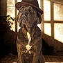 dog, hat, indoor, sunlight, shadow, brown, pet, animal, portrait, sitting, window, floor, wall, calm, brindle, canine, mammal, light, cozy, hat_brim