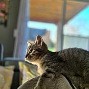 Ramsès a rejoint le concours — aidez-le/la à gagner de superbes lots ! animal, background_blur, cat, couch, cozy, curious, domestic_animal, feline, fur, home, indoor, kitten, living_room, pet, pillow, resting, side_view, soft_light, tabby, window