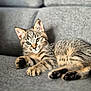 Ramsès participe au concours pour gagner de l'argent avec cette photo : animal, cat, couch, cozy, cute, ears, feline, fur, gray, green_eyes, indoor, kitten, lying_down, paws, pet, relaxed, tabby, texture, whiskers, young