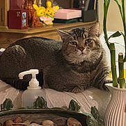 Baby joined the competition — help win amazing prizes! animal, bamboo, bed, cat, closeup, cozy, decor, domestic, frog_figurines, furniture, indoor, pet, plant, relaxed, soap_dispenser, still_life, stones, tabby, table, vase