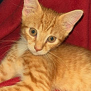 Ollie joined the competition — help win amazing prizes! kitten, cat, orange_tabby, animal, pet, feline, whiskers, ears, eyes, fur, red_blanket, cozy, cute, young, lying_down, domestic_cat, indoor, portrait, closeup, curious