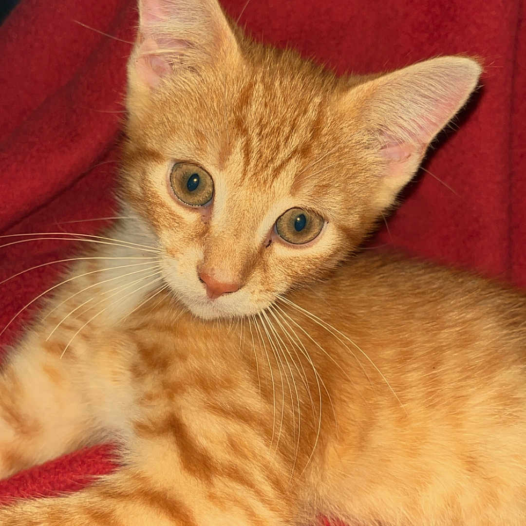 Ollie joined the competition — help win amazing prizes! animal, cat, closeup, cozy, curious, cute, domestic_cat, ears, eyes, feline, fur, indoor, kitten, lying_down, orange_tabby, pet, portrait, red_blanket, whiskers, young