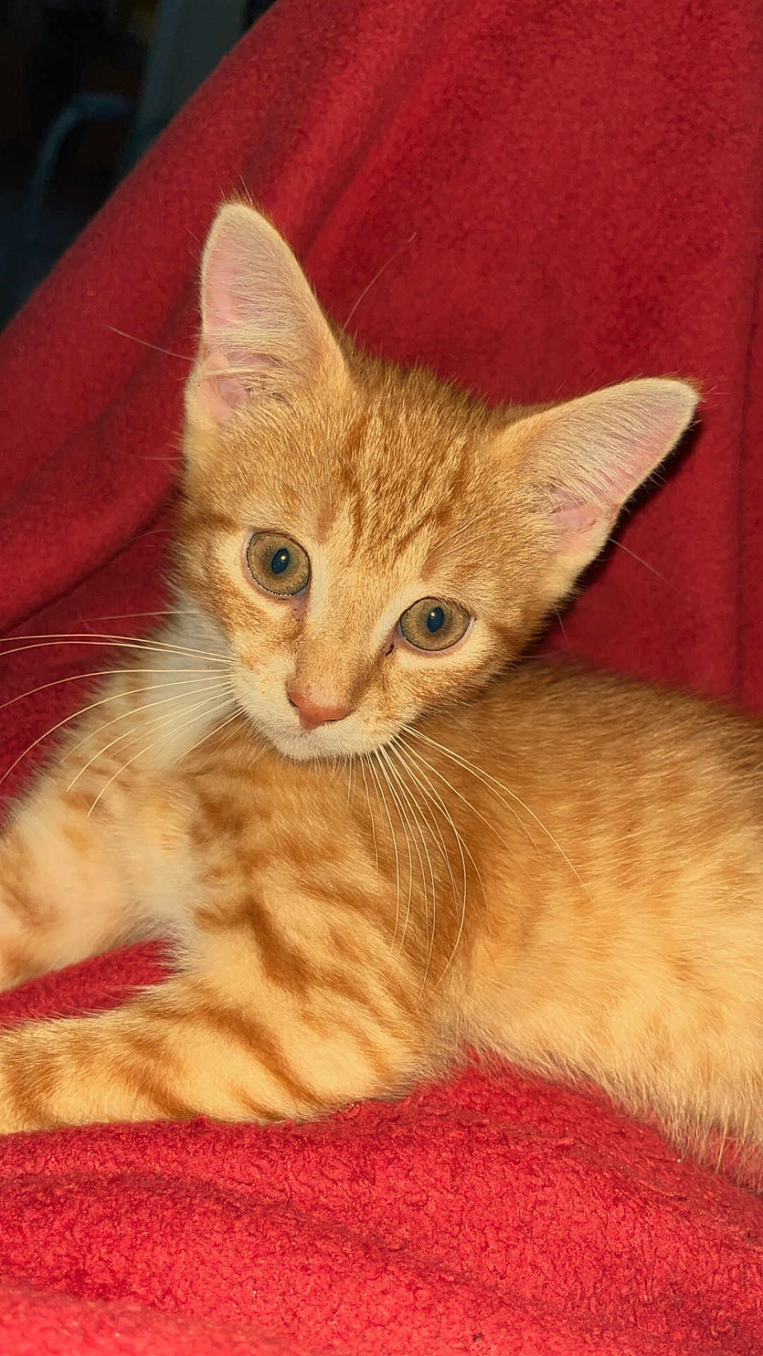 Ollie joined the competition — help win amazing prizes! kitten, cat, orange_tabby, animal, pet, feline, whiskers, ears, eyes, fur, red_blanket, cozy, cute, young, lying_down, domestic_cat, indoor, portrait, closeup, curious