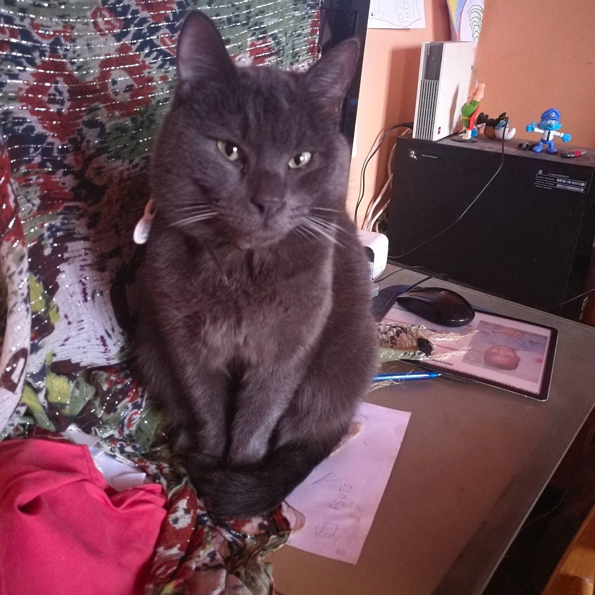 Salem participe au concours pour gagner de l'argent avec cette photo : black_cat, box, carnivore, cat, chartreux, comfort, desk, domestic_short_haired_cat, felidae, fur, grey, havana_brown, korat, sitting, small_to_medium_sized_cats, table, tail, whiskers, window
