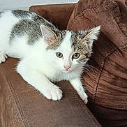 Addie participe au concours pour gagner de l'argent avec cette photo : kitten, cat, animal, pet, white, gray, fur, couch, furniture, indoor, curious, young, whiskers, ears, face, paw, resting, cozy, soft_light, closeup